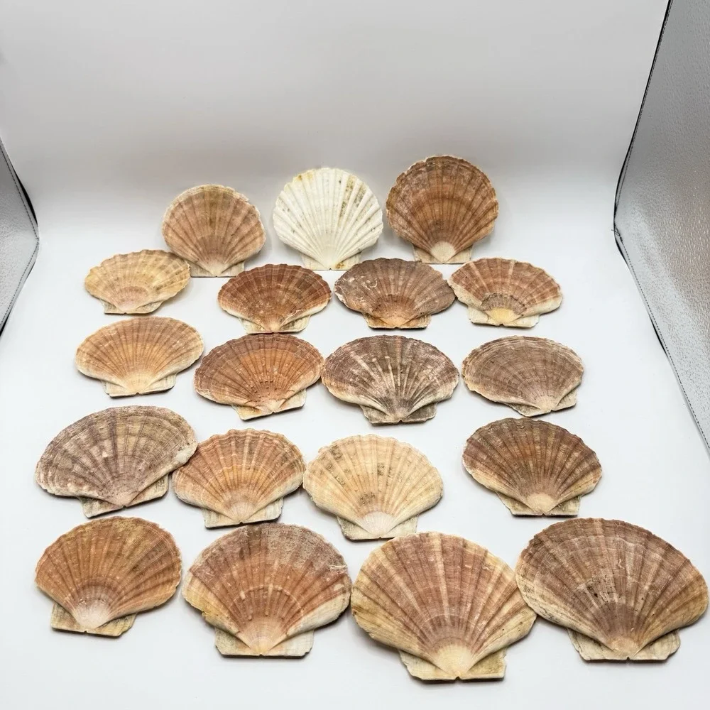 19 Large Irish Flat Scallops Shells Seashells 3.5